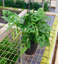 Small Swiss Cheese Philodendron HB